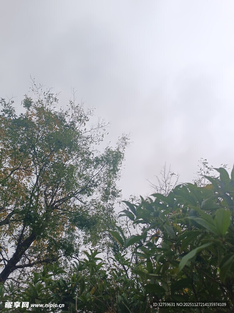 云雾中葱郁的树梢