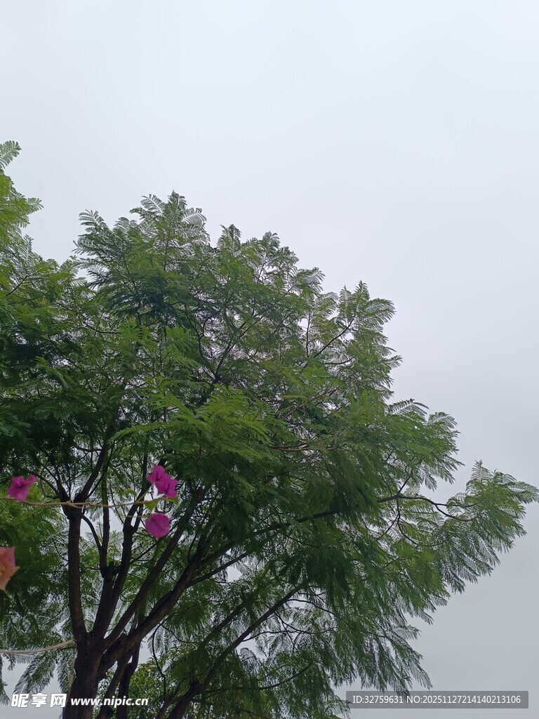 绿叶繁花下的清新景致