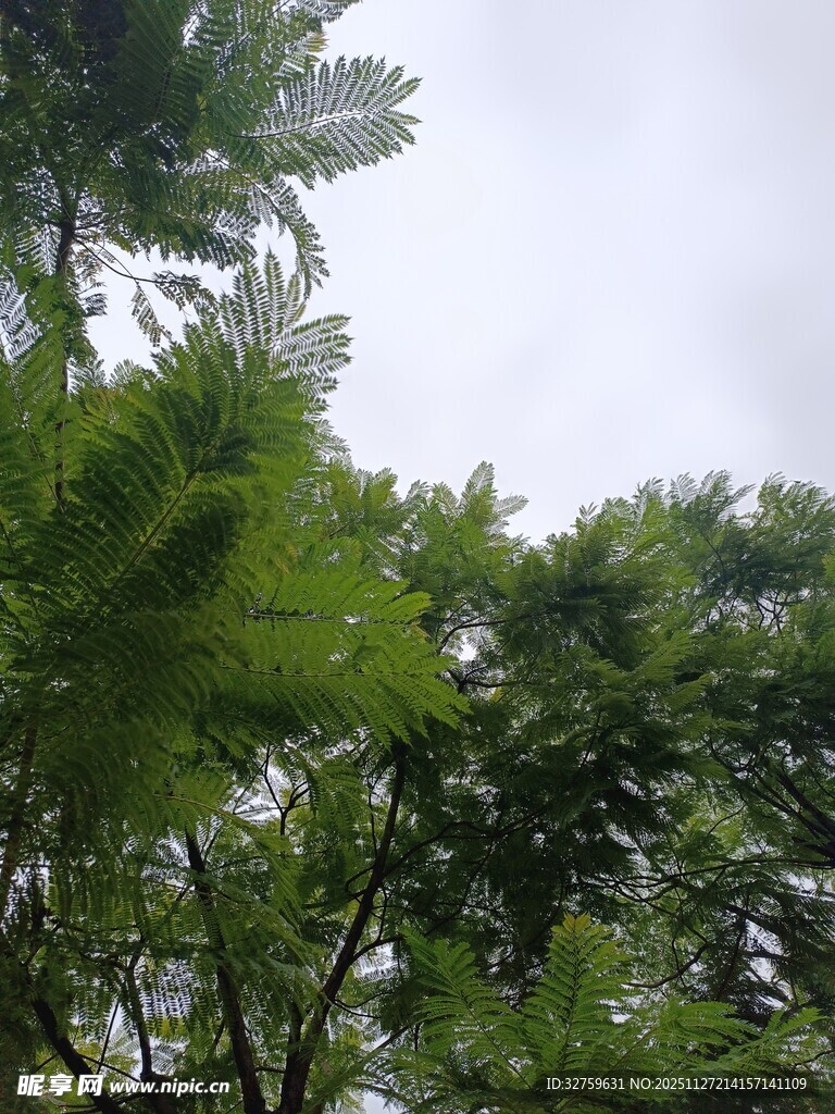 仰视葱郁繁茂的绿树