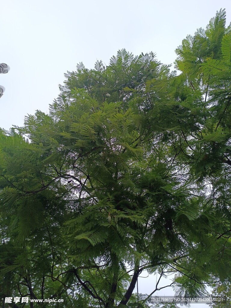 茂密绿树展现自然生机