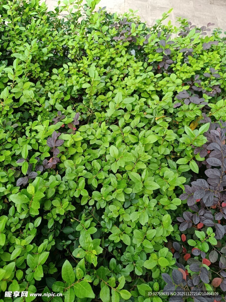 翠绿茂盛的绿色植物