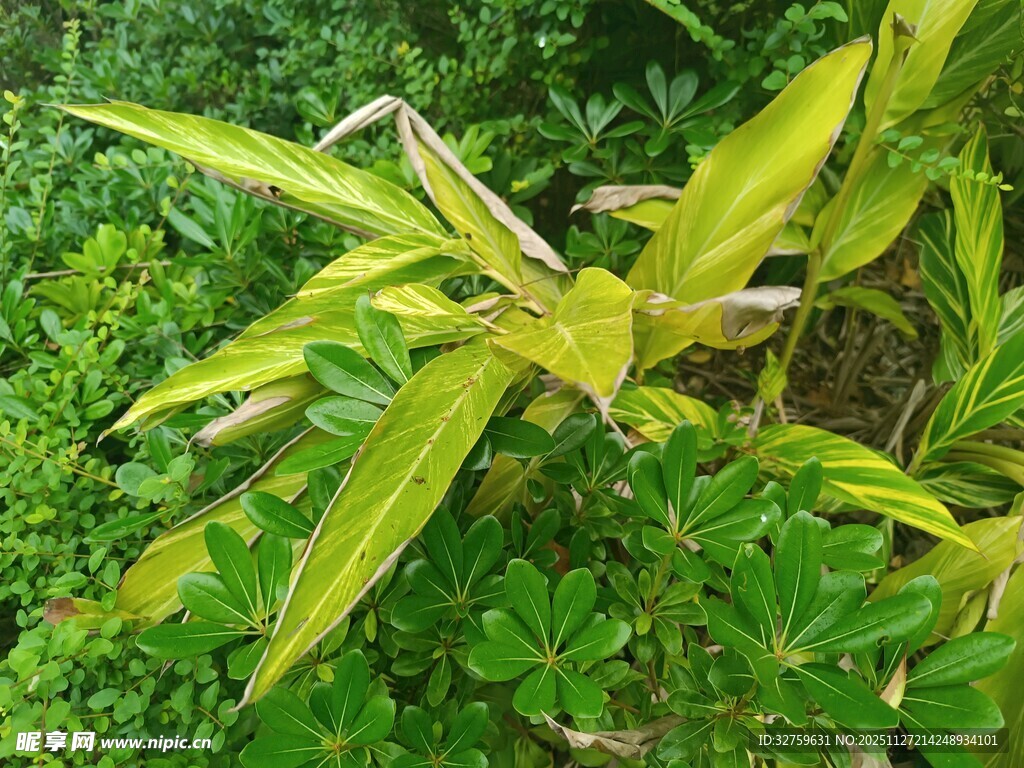 黄绿相间的绿植叶片