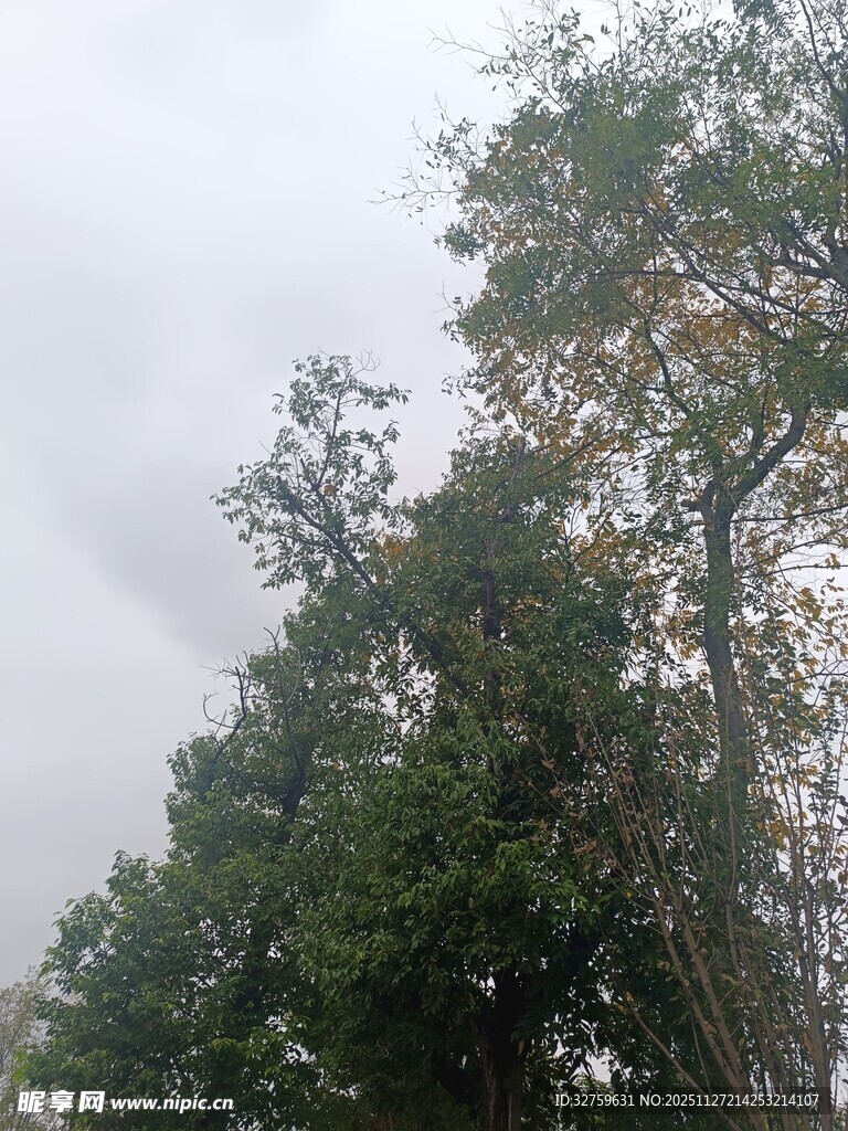 茂密树林与阴沉天空