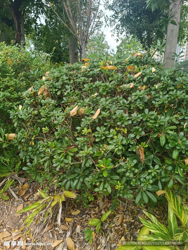 绿叶丛中的繁茂植物