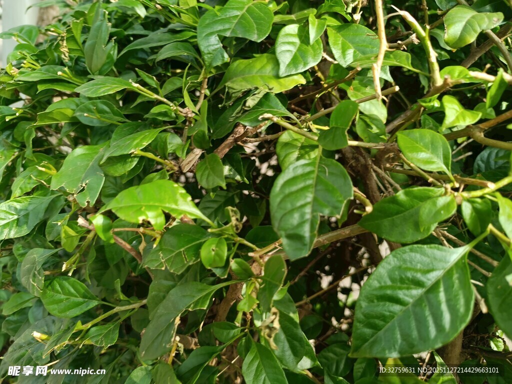 翠绿繁茂的绿植景观