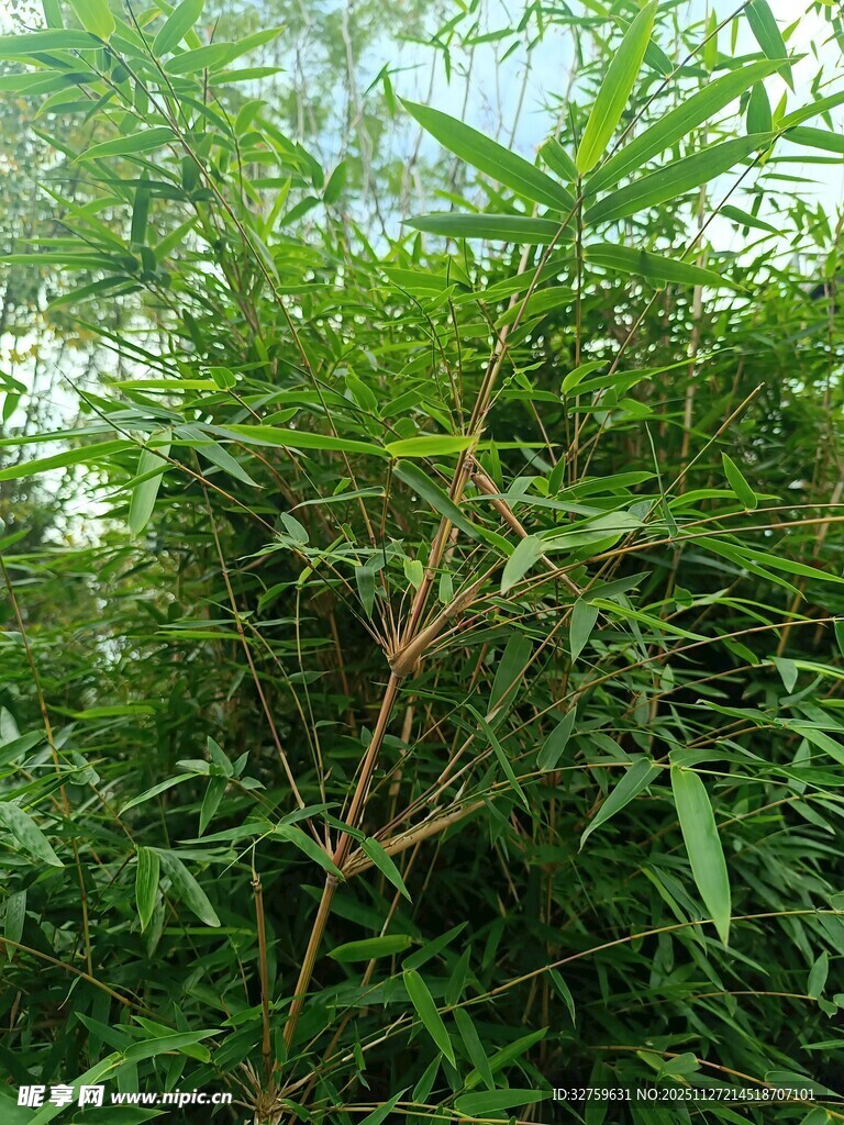 茂密绿植中的野生植物