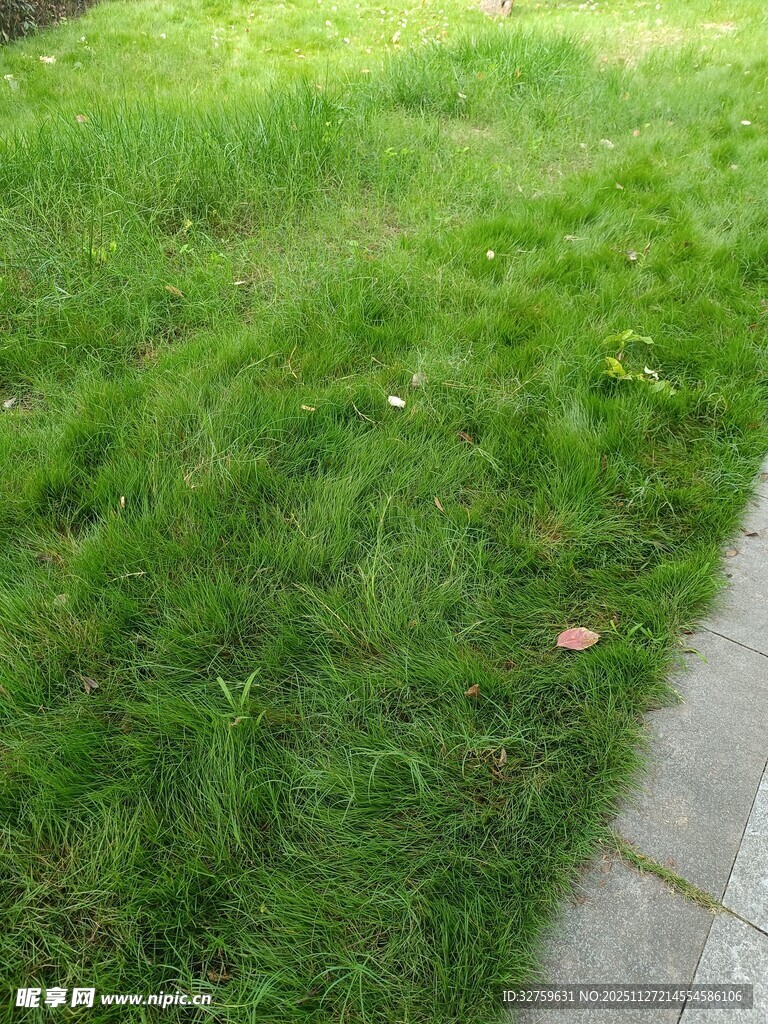 路边翠绿草地