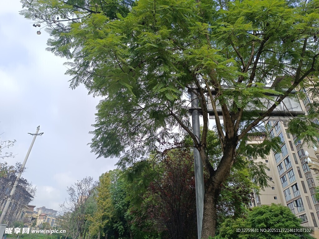 城市中葱郁的绿树景观