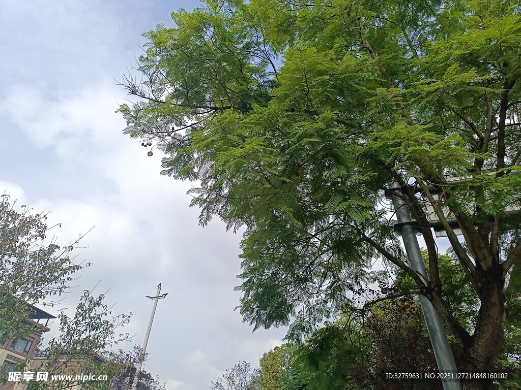 户外绿树与天空景象