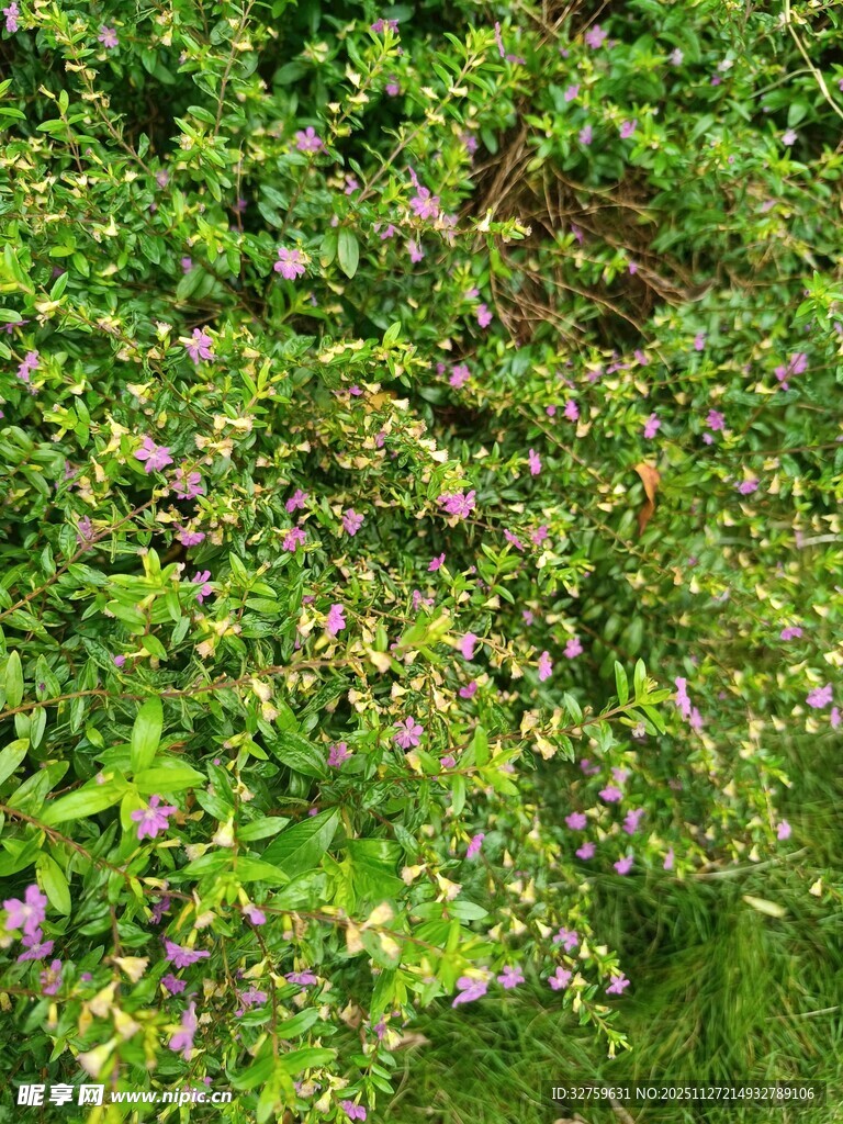 繁茂花丛中点缀紫色小花