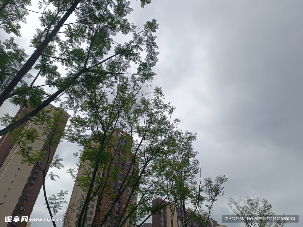 阴天里的树木与建筑物