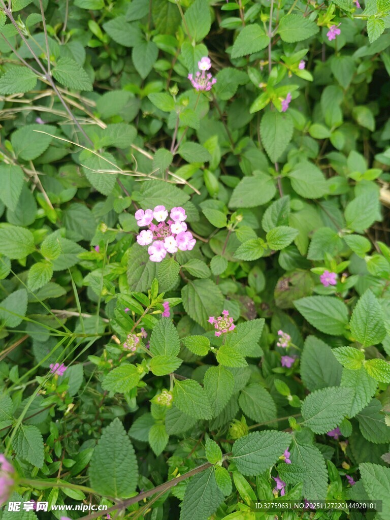 绿叶丛中的娇艳小花