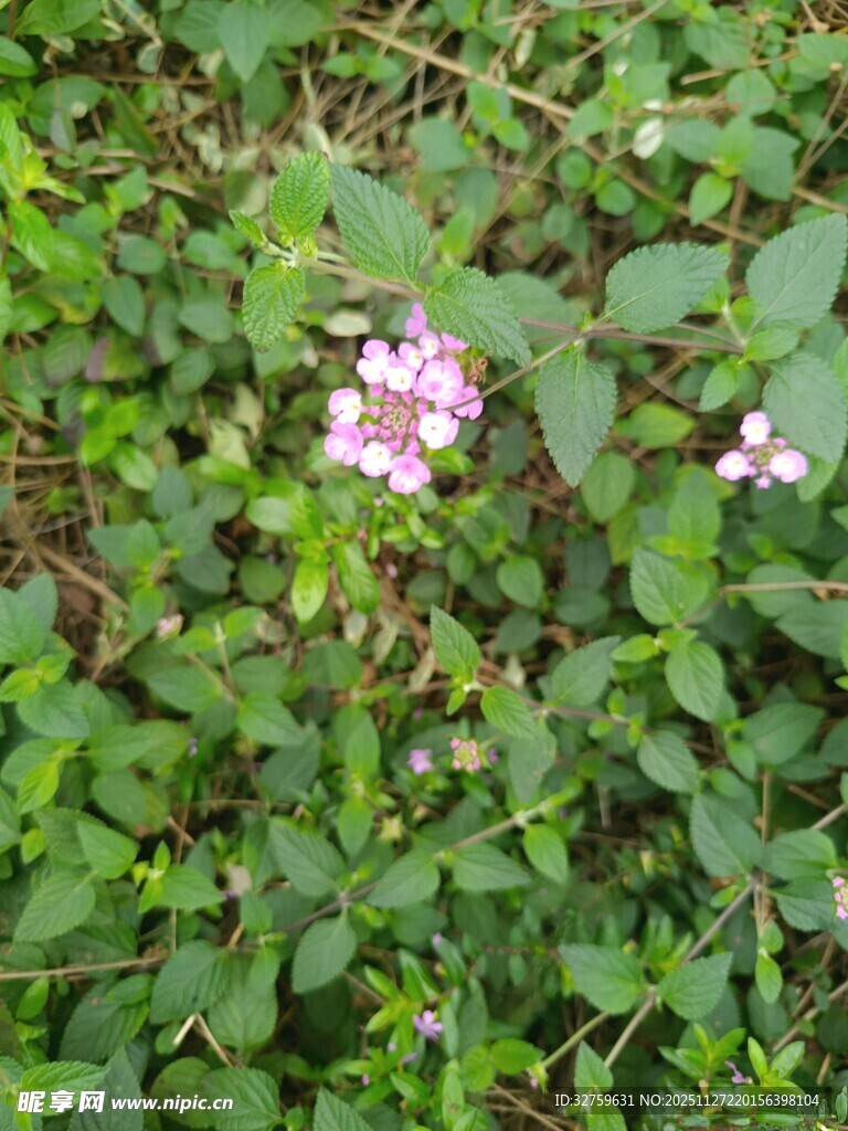绿叶丛中的粉色小花