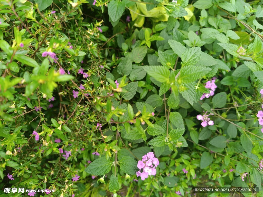 绿叶丛中的粉色小花