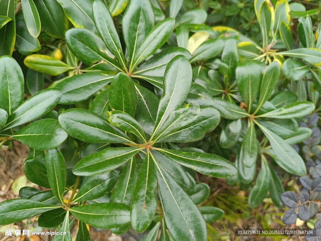绿叶繁茂的植物景观