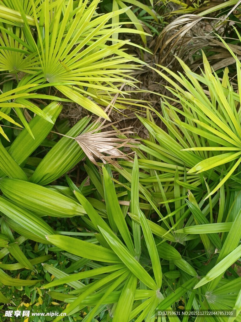 翠绿蒲葵叶特写