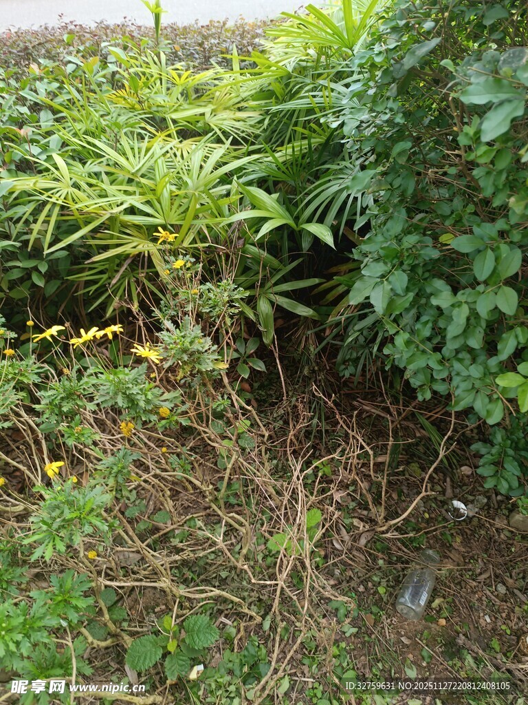 野外繁茂的绿色植物景观