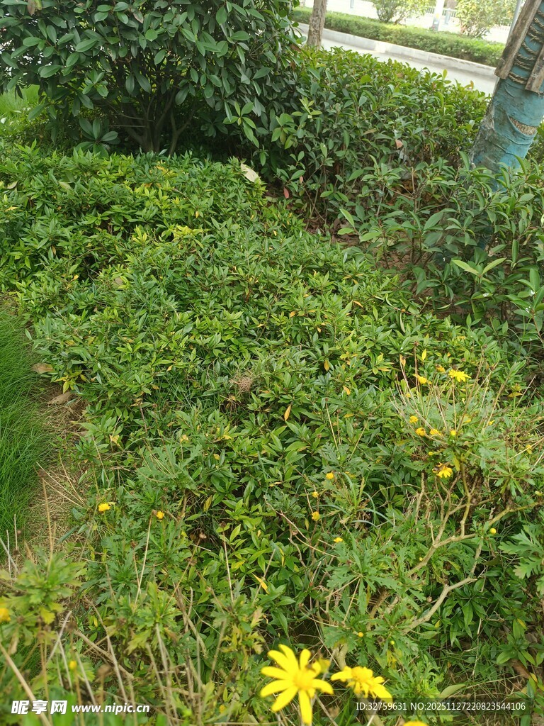 绿意盎然中的黄色小花