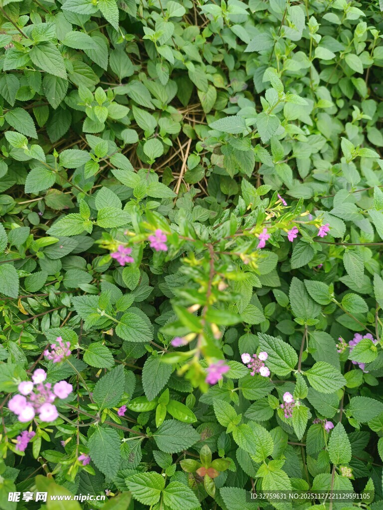 绿叶丛中的粉色小花