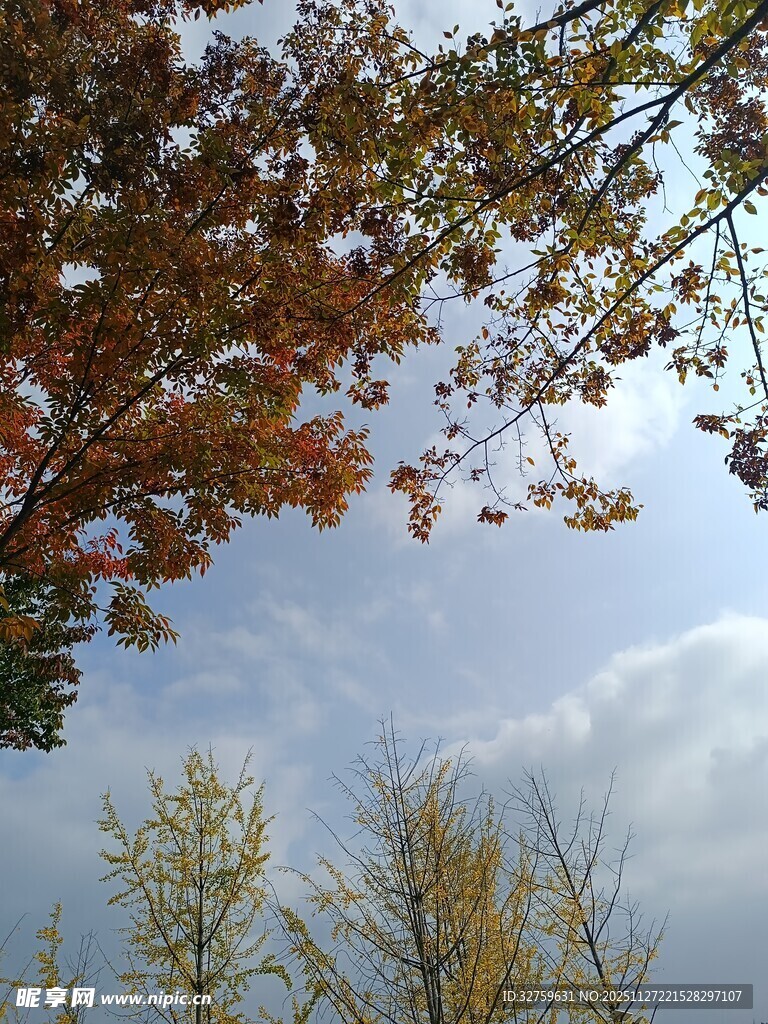 秋日树梢与天际美景