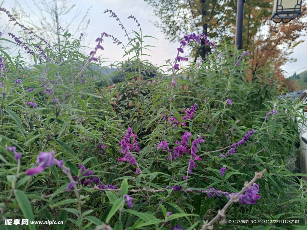 野外绽放的紫色花卉