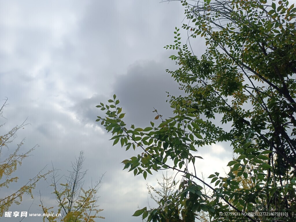 天空下的繁茂绿树