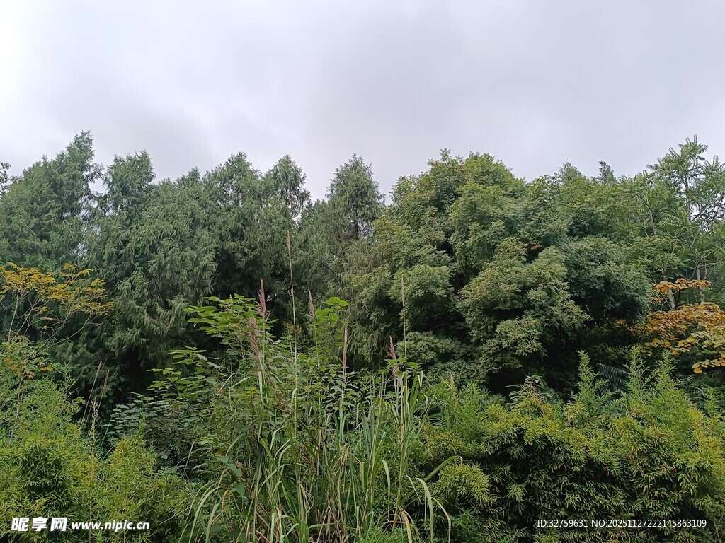 茂密葱郁的山林景观