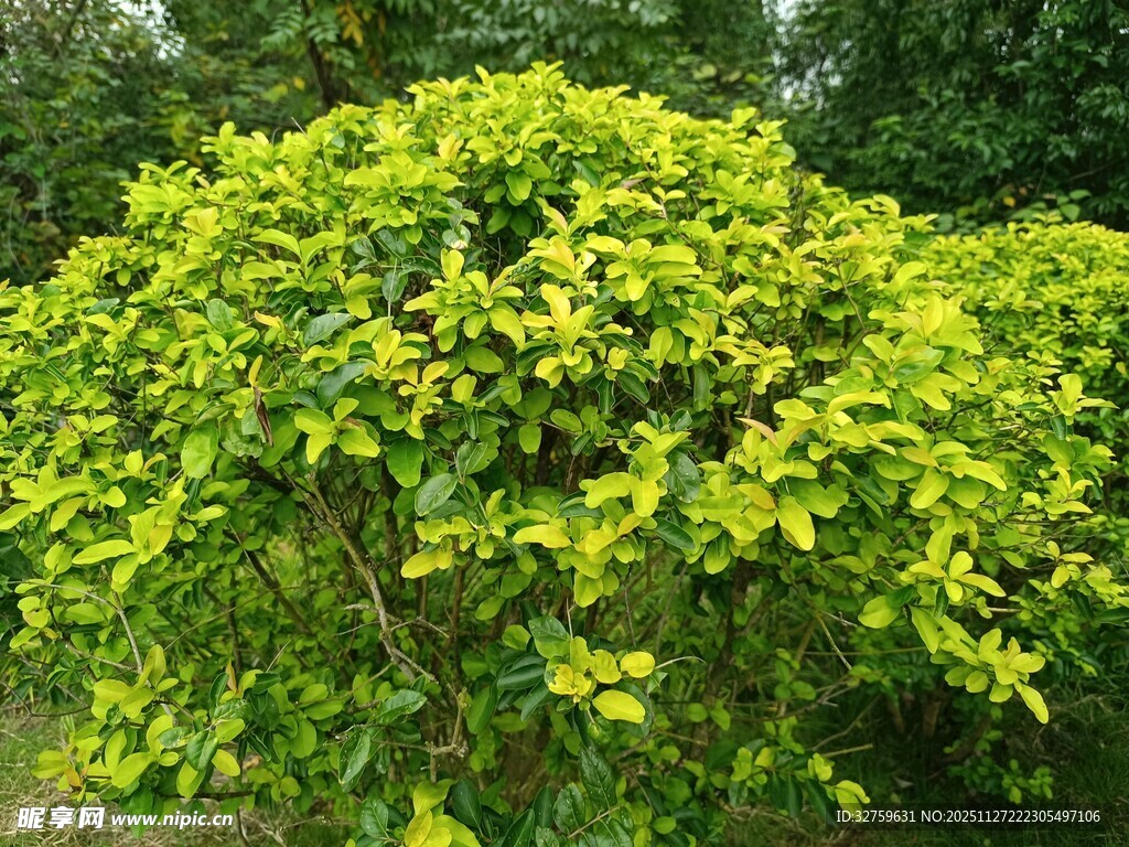 翠绿繁茂的灌木植物