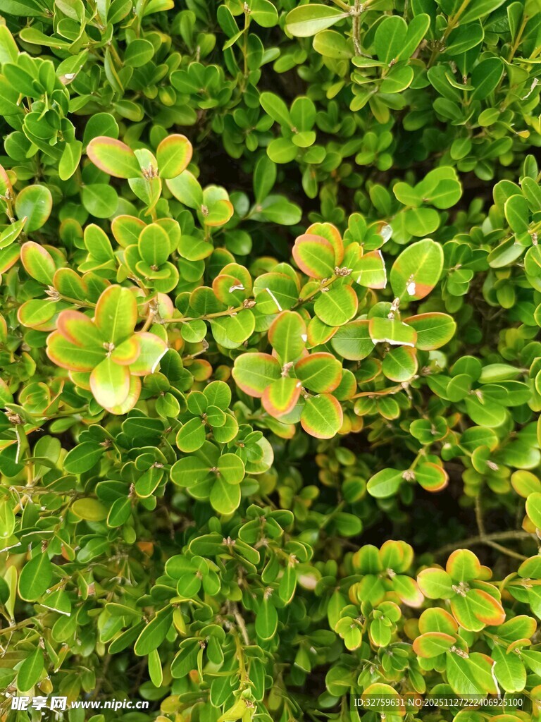 翠绿繁茂的植物叶片特写