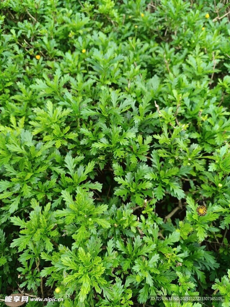 茂盛的绿色植物景观