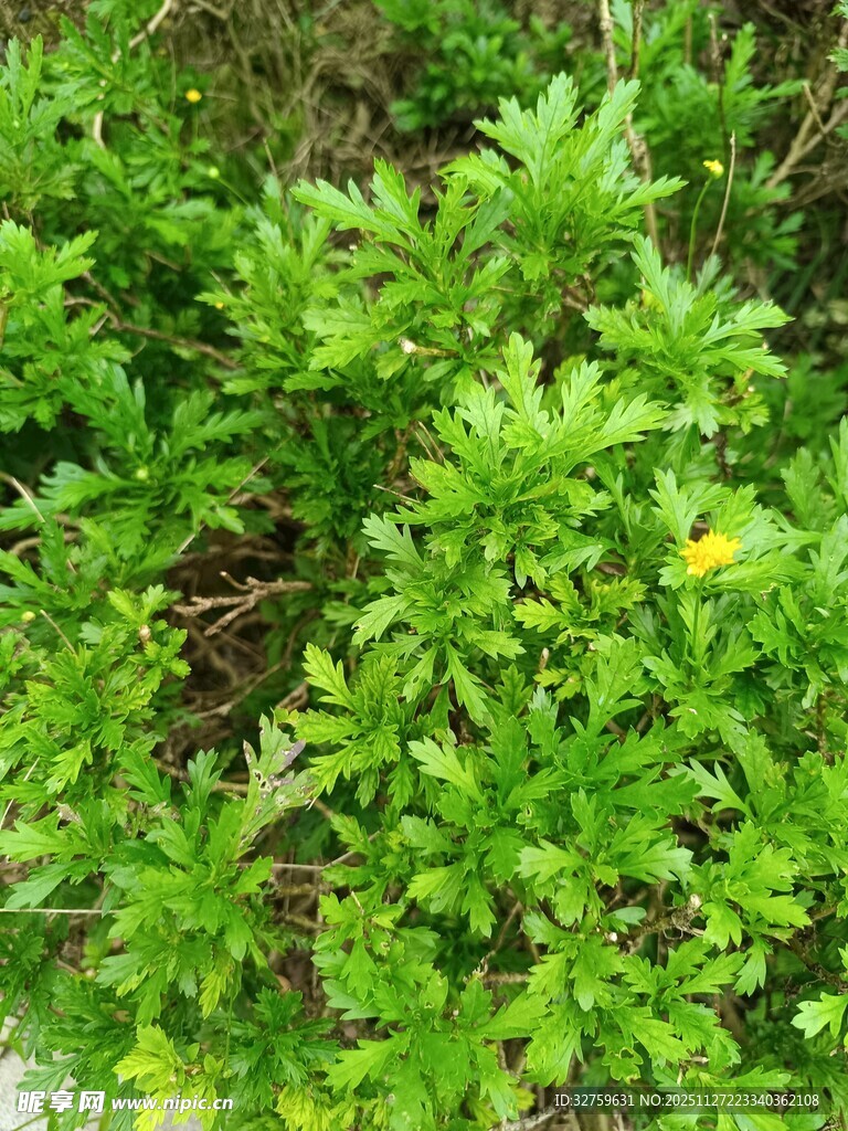 翠绿繁茂的植物景观