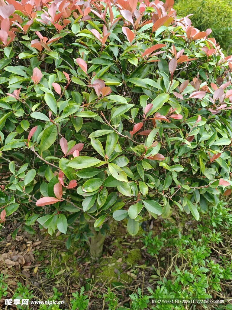 红叶石楠绿植景观