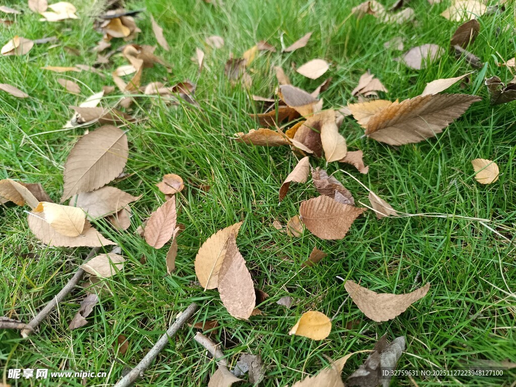 草地上的枯黄落叶