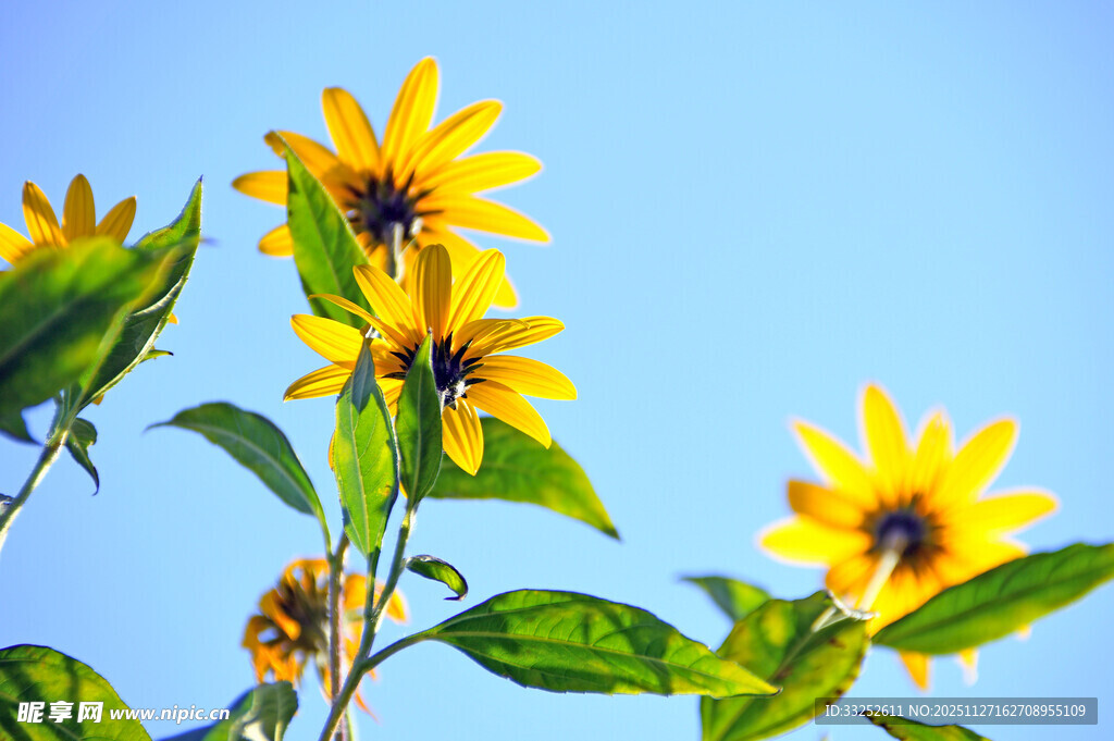 阳光下的灿烂向日葵