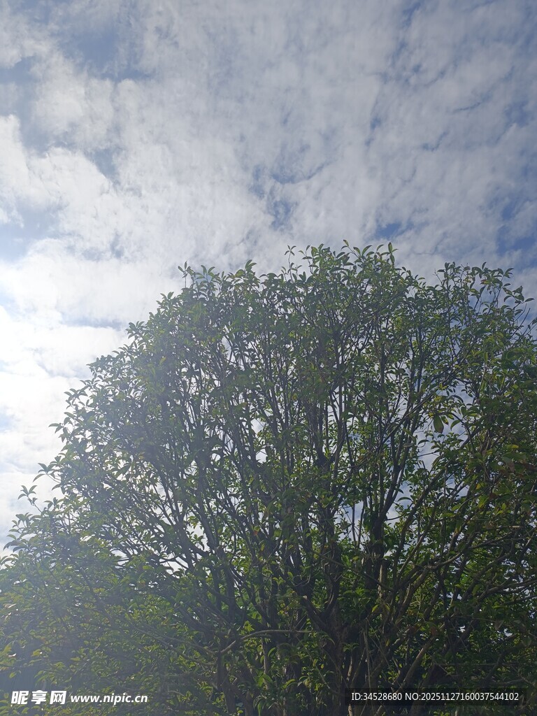 阳光下的树木与天空