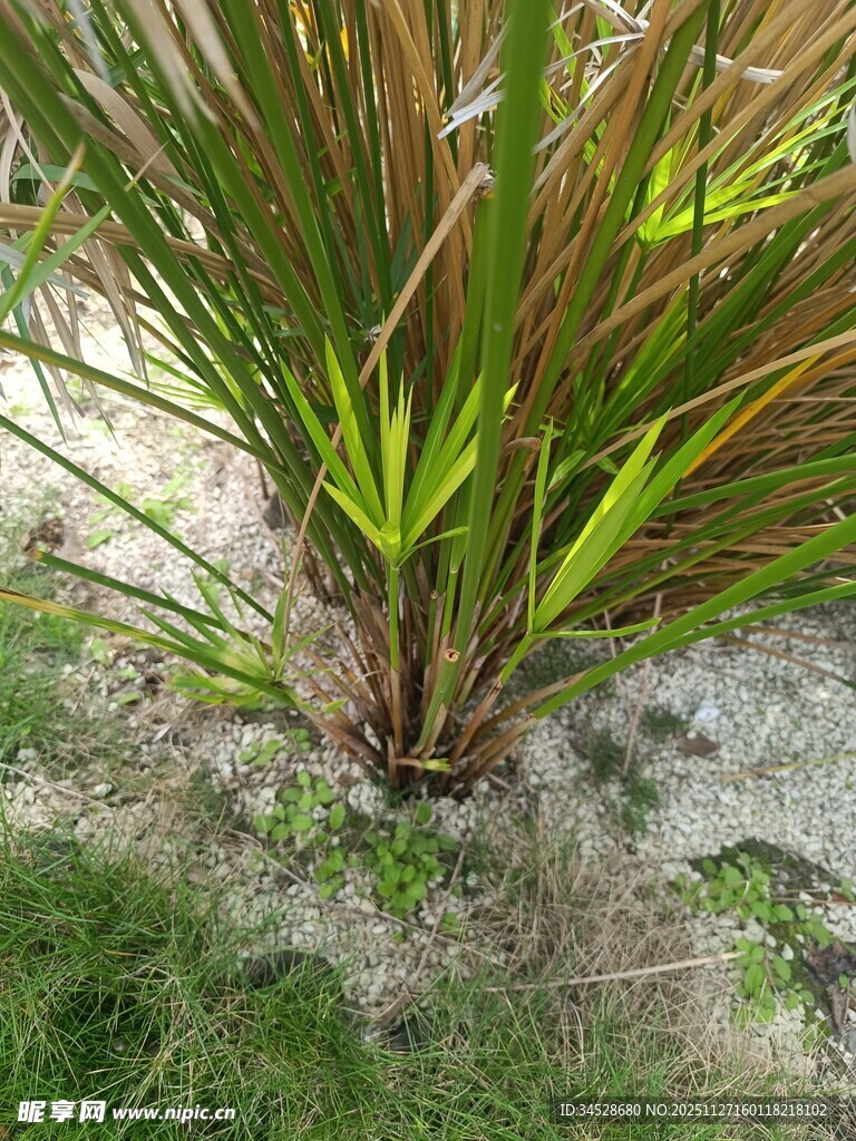 地面旁的多彩植物