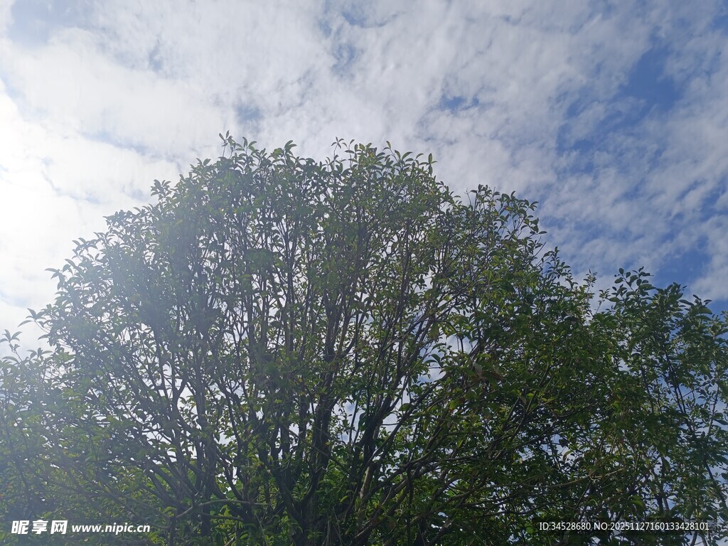 阳光下的茂密树冠