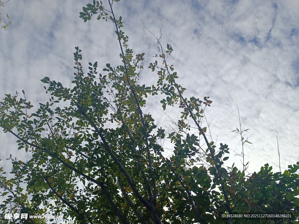 天空下的繁茂绿树