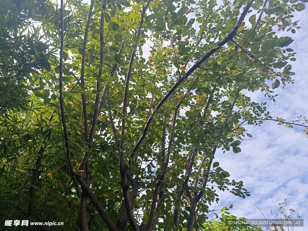 阳光下繁茂的绿树