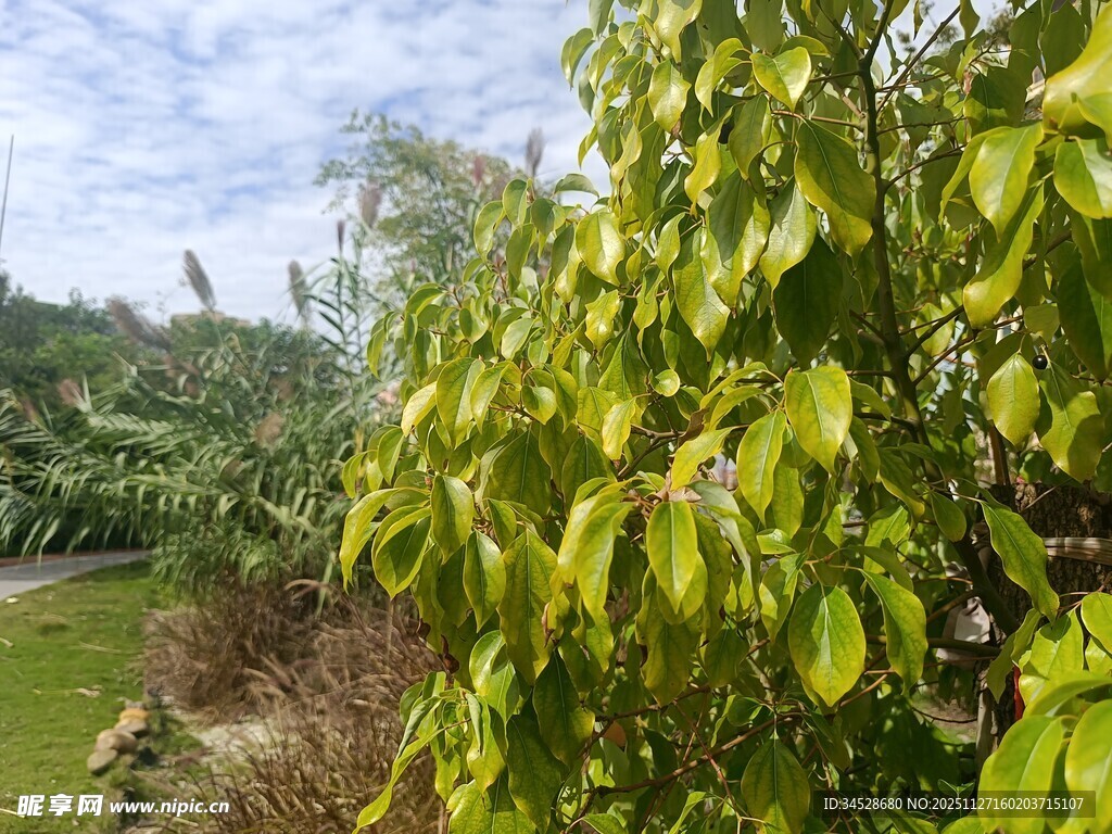 绿叶繁茂的植物景观