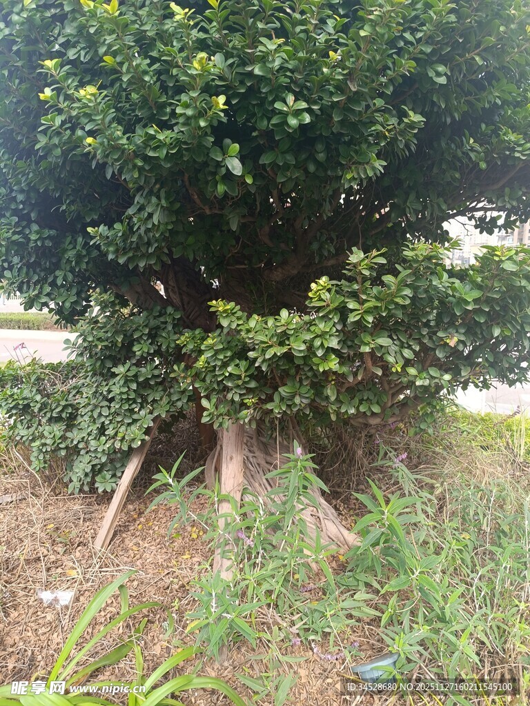 茂盛大树扎根于草地