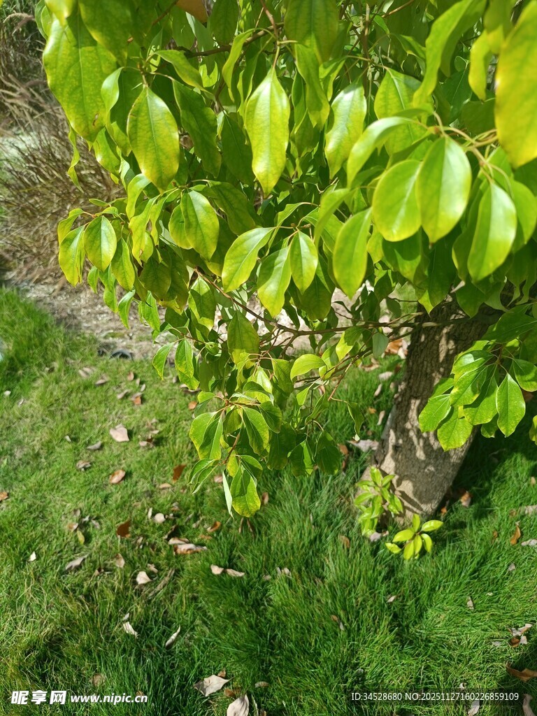 绿叶繁茂的生机小树