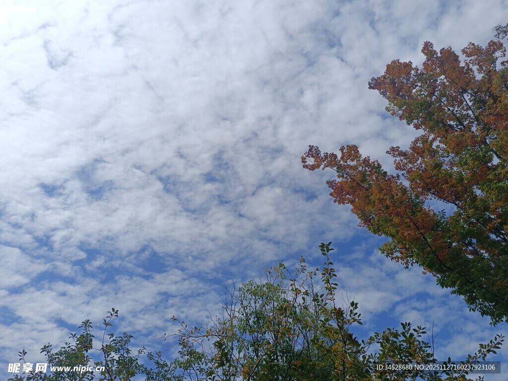 秋日蓝天下的多彩树梢