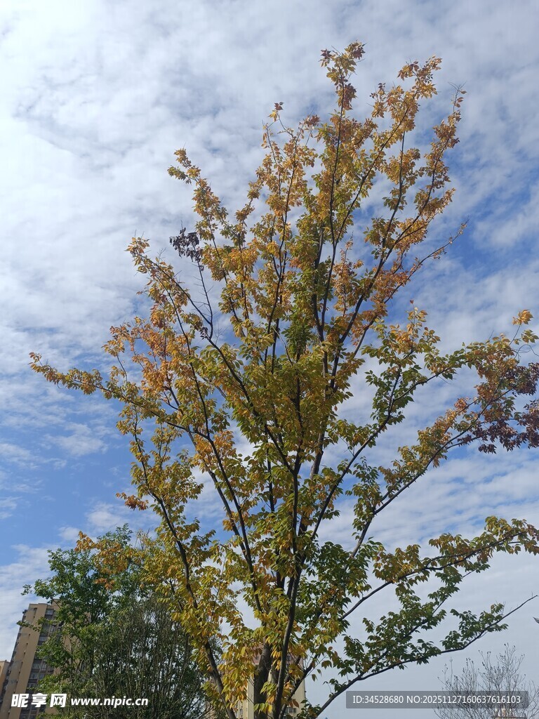 秋日树木与蓝天白云美景