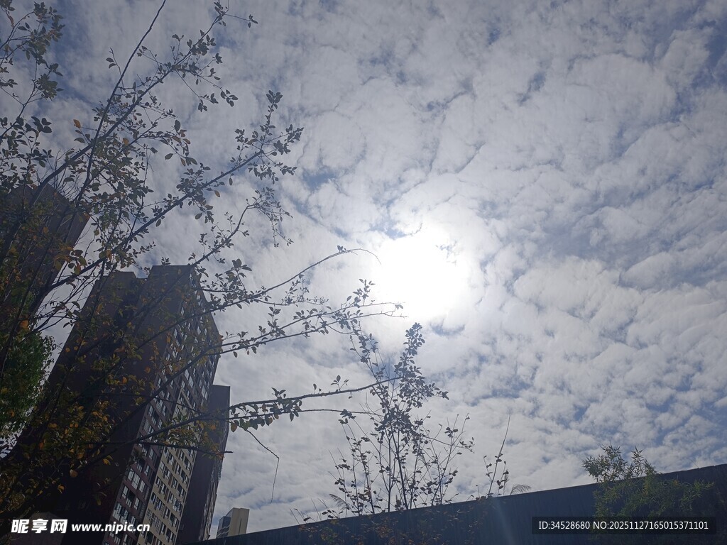 阳光下的城市天空与树木