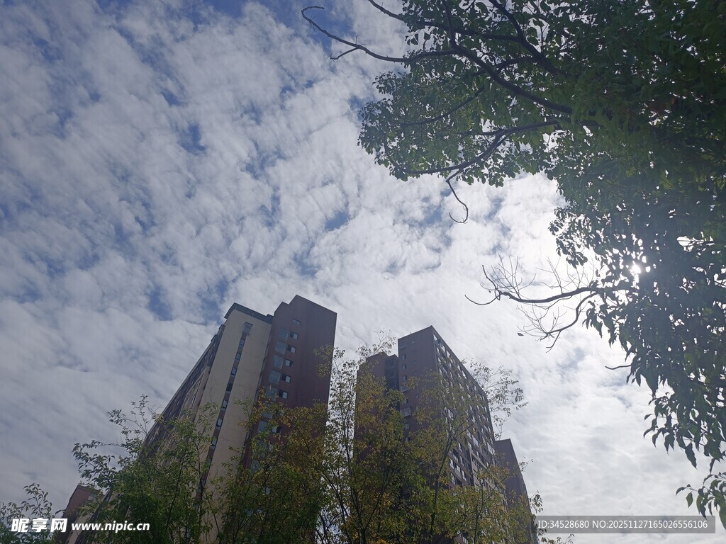 高楼与天空间的树木景致