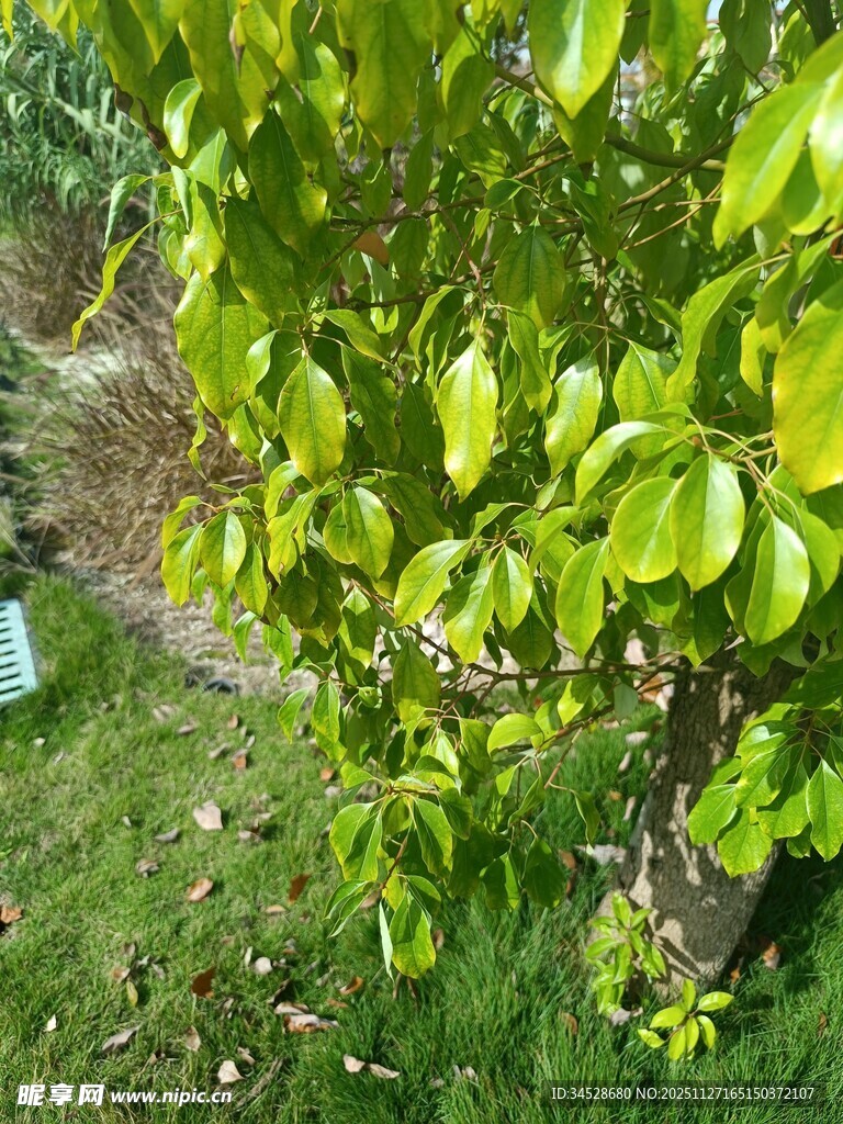 绿叶繁茂的生机树木