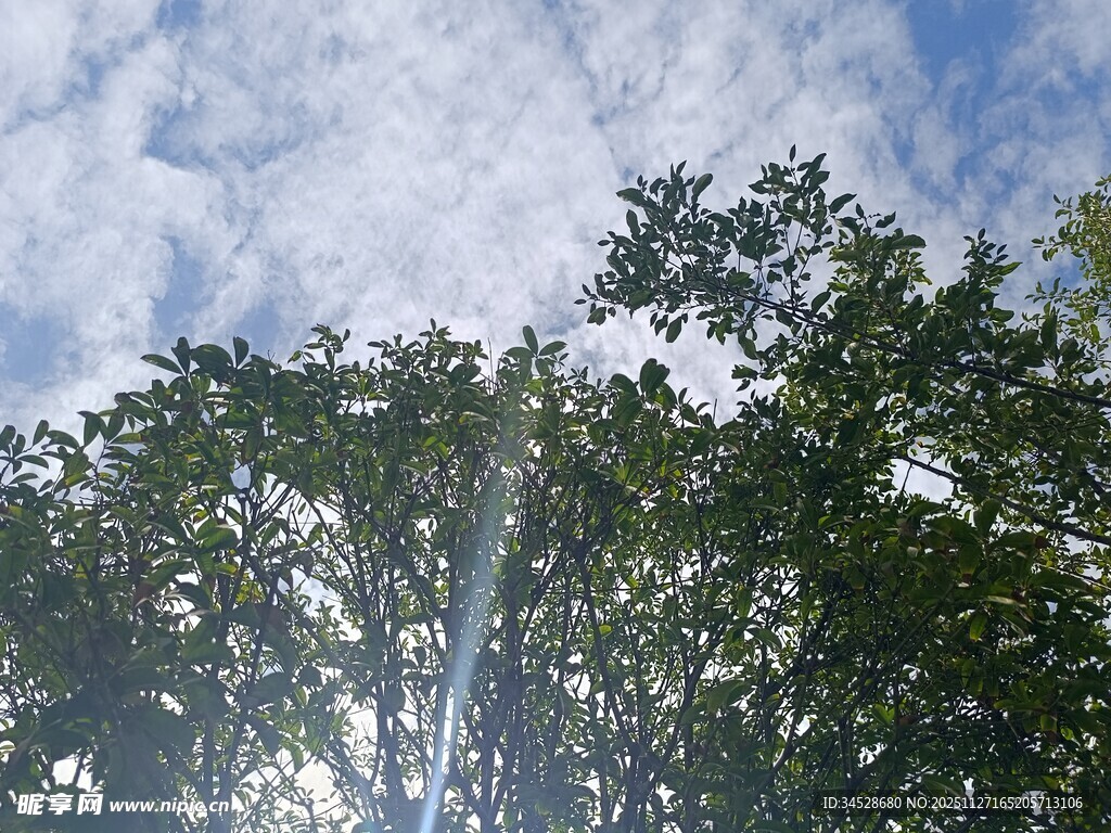 阳光穿透树叶的天空景象