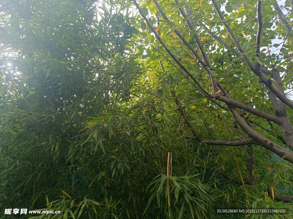 阳光照耀下的葱郁树林