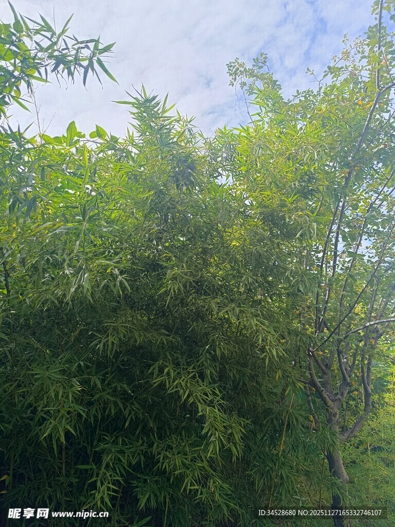 翠绿竹林 